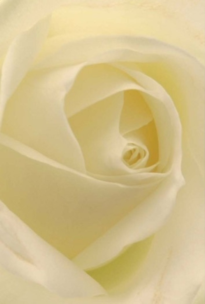 Seen up close, a classic white rose unfurls in quiet splendour-a study in softness, subtle shadow, and natural light. Each creamy petal is illuminated as if touched by the calm sunlight filtering down High Holborn, its layers spiralling inward with both strength and vulnerability. This composition balances elegance and restraint, the nearly translucent outer petals shimmering with fragility while the tightly wound centre hints at resolve-qualities perfected by the hands of Florist Holborn. Imagine running your hand along its cool, matte surface, catching the lingering scent of a rose fresh from one of the area's bustling markets. This flower is an offering for heartfelt occasions: a romantic gesture at a Covent Garden dinner, an apology tendered with grace, or an homage at a ceremony near Gray's Inn Gardens. Every nuance is an invitation to honour the poetic beauty and enduring peace found within this timeless bloom.